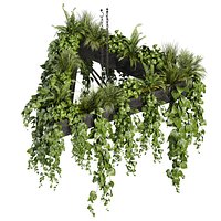 plant vol 844 - pothos - hanging - ampelous