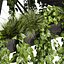 plant vol 844 - pothos - hanging - ampelous
