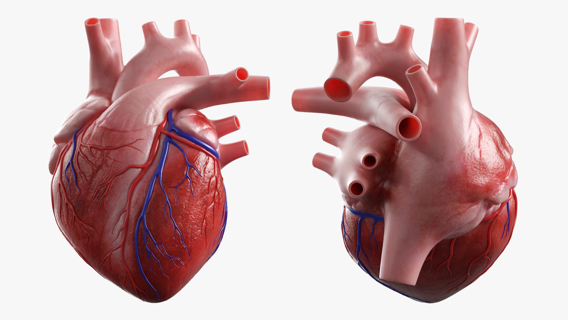 Human Heart Anatomy Structure Red 3D model preview