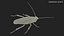 3D cockroach spinning rigged animation