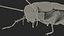 3D cockroach spinning rigged animation