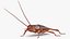 3D cockroach spinning rigged animation