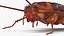 3D cockroach spinning rigged animation