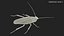 3D cockroach spinning rigged animation