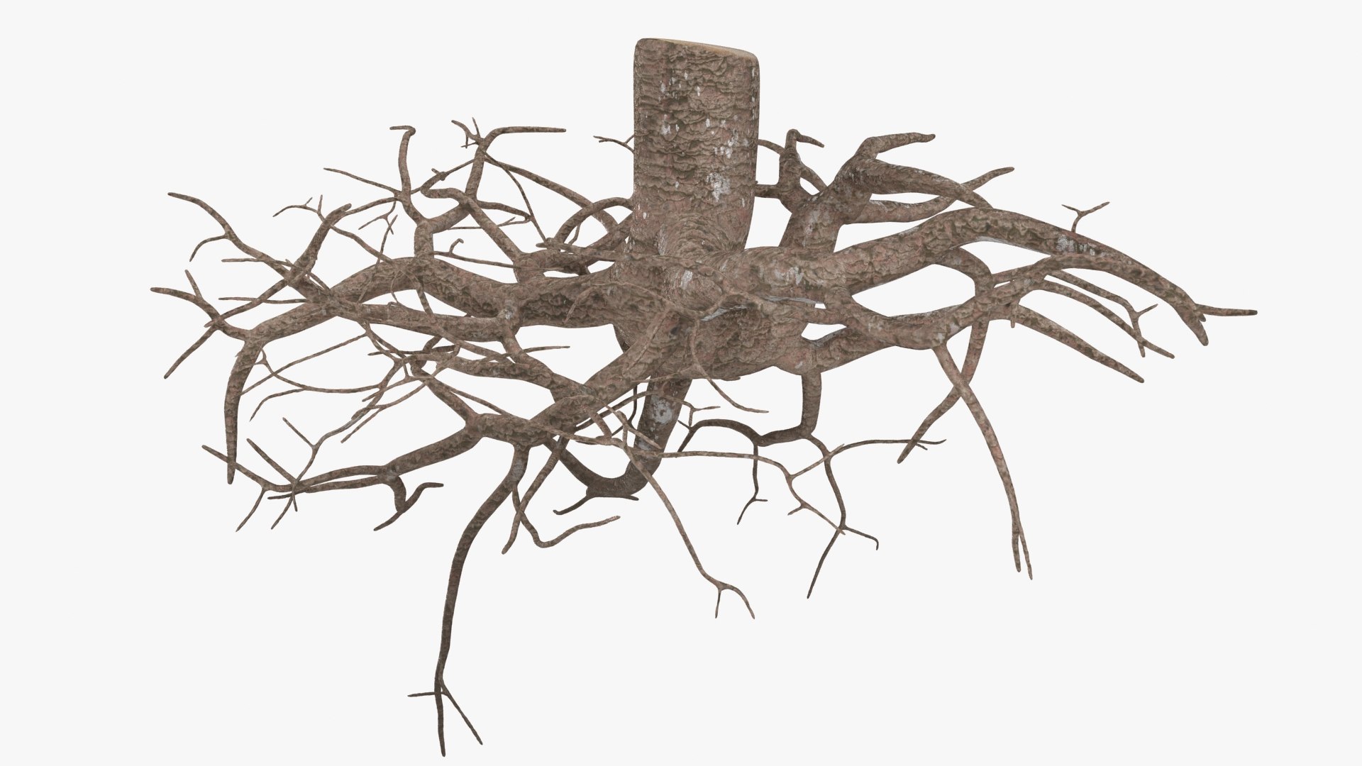 Tree Root 04 3D model - TurboSquid 2148564
