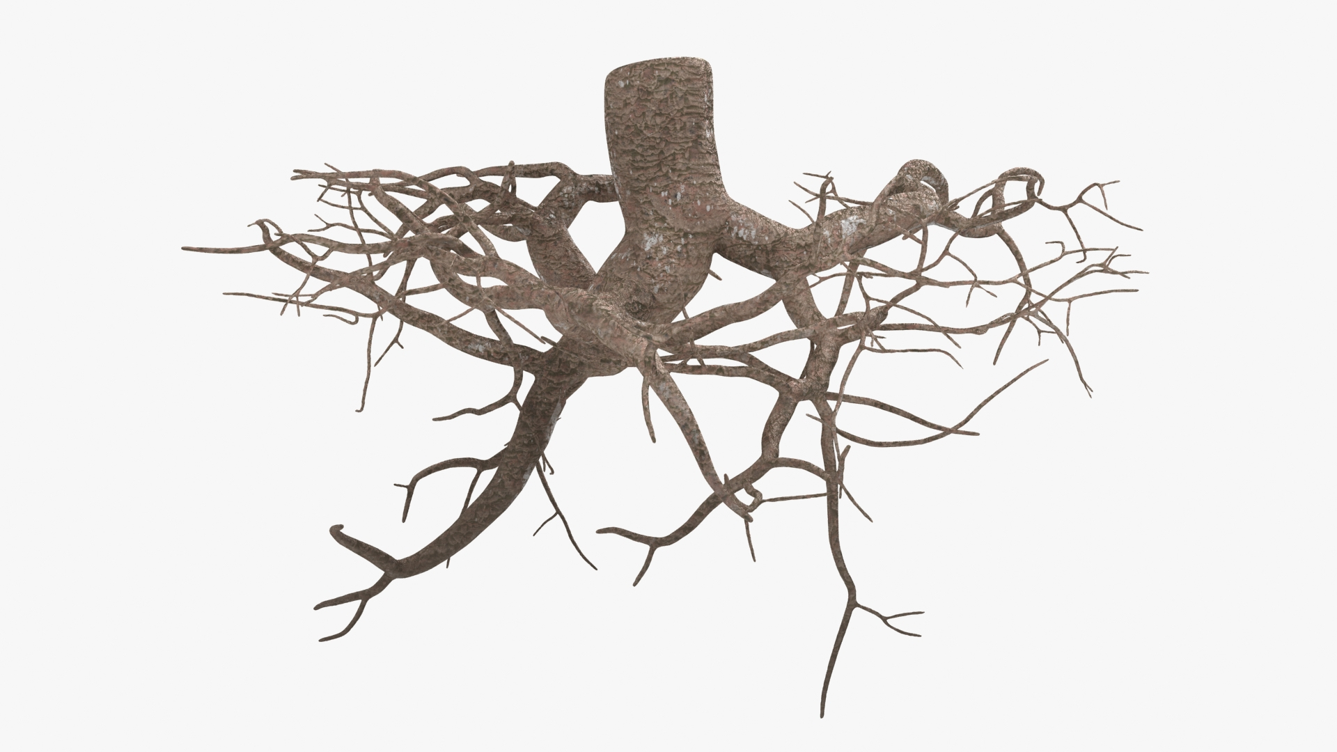 Tree Root 04 3D model - TurboSquid 2148564