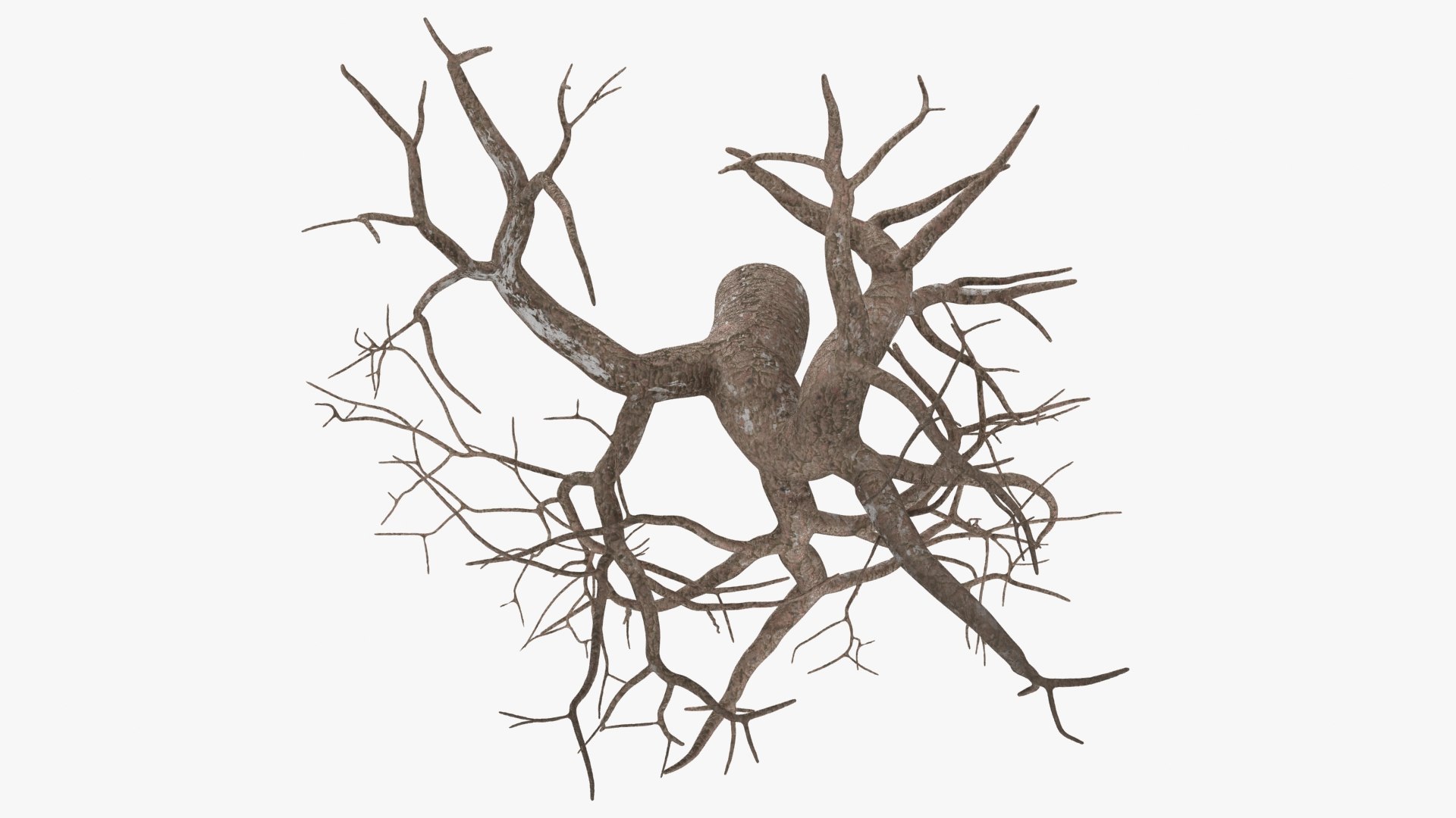 Tree Root 04 3D model - TurboSquid 2148564