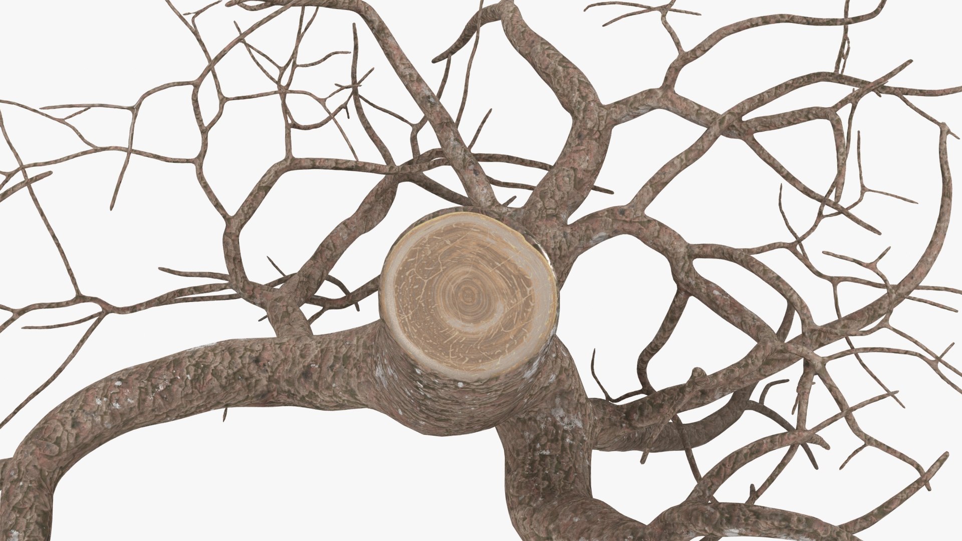 Tree Root 04 3D model - TurboSquid 2148564