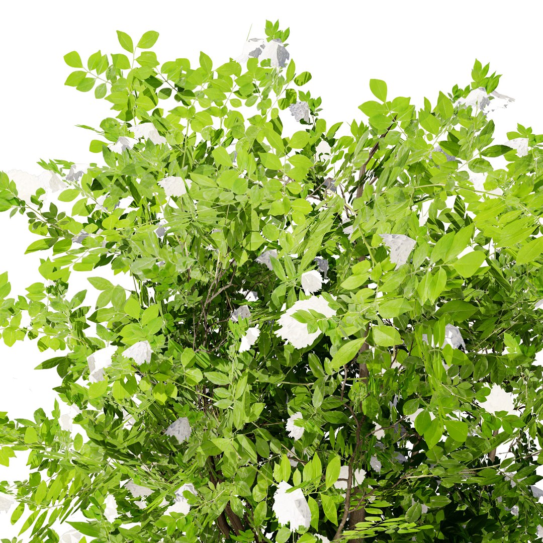 Privet Shrub 3D Asset 3D model https://p.turbosquid.com/ts-thumb/iu/OaoGfg/4r/tree30998/jpg/1724449815/1920x1080/fit_q87/1d4643241887d764d7e97f7dec9ef1367b919265/tree30998.jpg