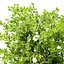 Privet Shrub 3D Asset