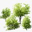 Privet Shrub 3D Asset