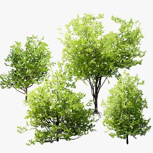 Privet Shrub 3D Asset