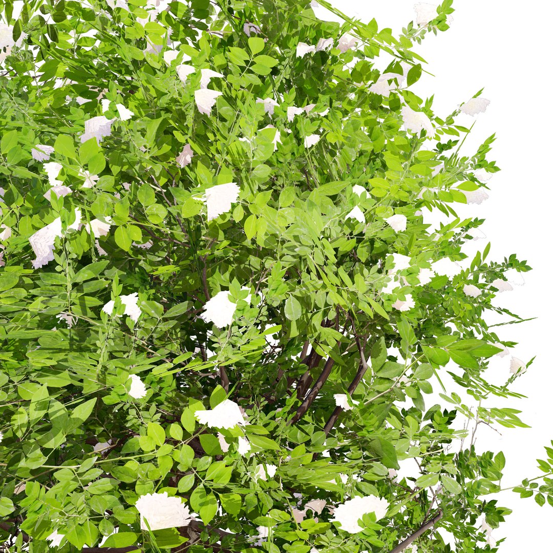Privet Shrub 3D Asset 3D model https://p.turbosquid.com/ts-thumb/iu/OaoGfg/PM/tree4058/jpg/1724449816/1920x1080/fit_q87/668ca58b1c060cac129c711ea410266e2a6e6694/tree4058.jpg