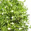 Privet Shrub 3D Asset