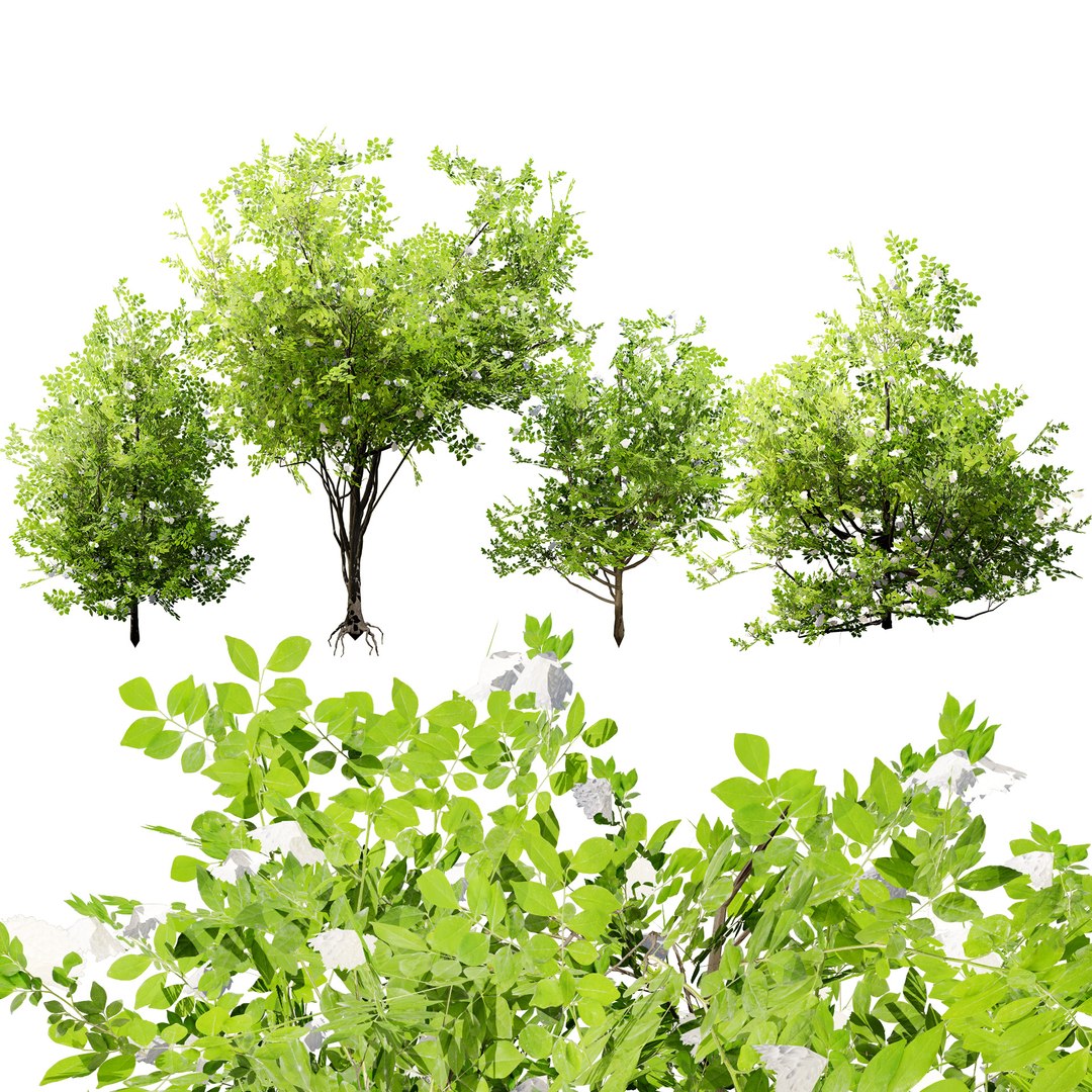Privet Shrub 3D Asset 3D model https://p.turbosquid.com/ts-thumb/iu/OaoGfg/e5/01cover0102/jpg/1724449812/1920x1080/fit_q87/cb42b0a4dab3c85acec5bea2e42aabfe25b736ec/01cover0102.jpg