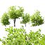 Privet Shrub 3D Asset