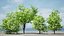 Privet Shrub 3D Asset