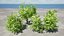 Privet Shrub 3D Asset