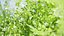 Privet Shrub 3D Asset