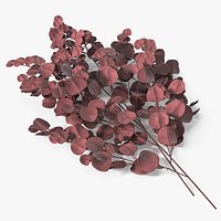 Eucalyptus Populus Branches Decor Plant Red