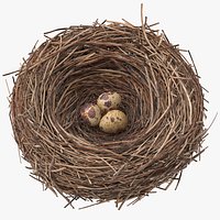 Bird Nest 01 With Quail Eggs