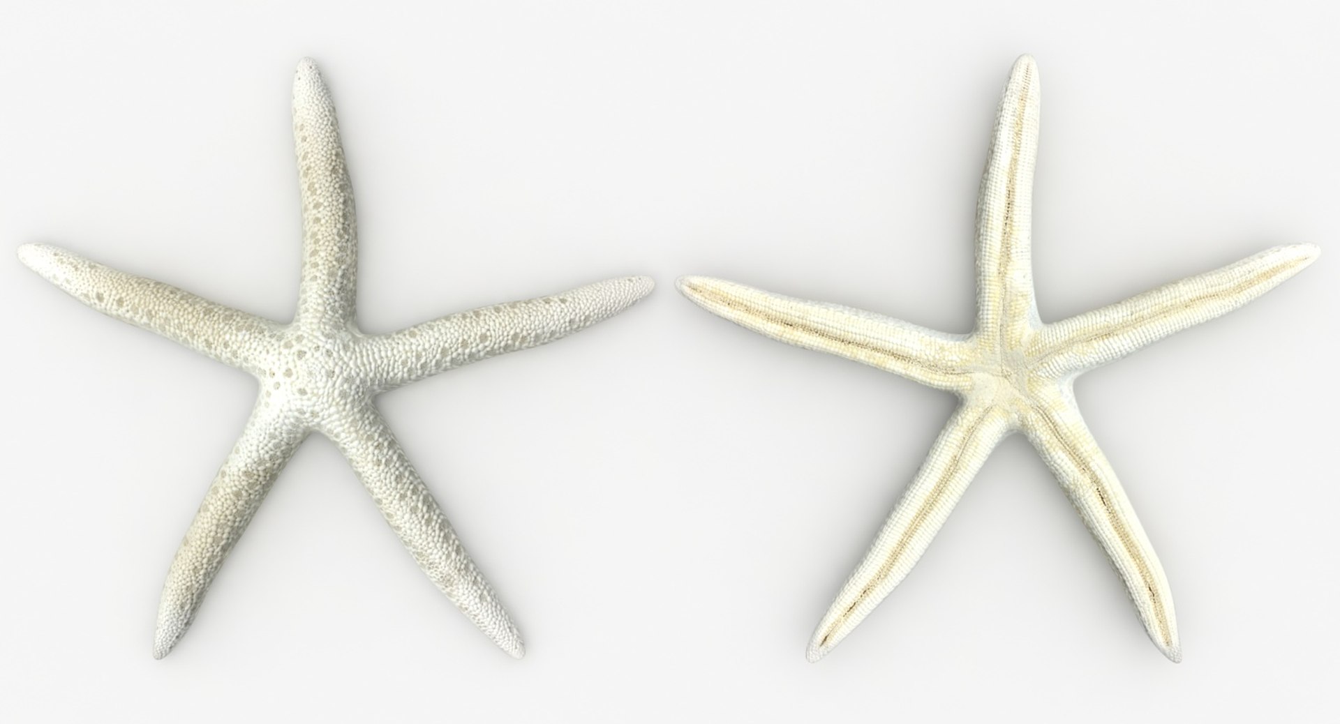 Realistic Finger Starfish 3D Model - TurboSquid 1360437