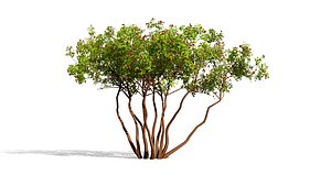 Saskatoon Berry Tree and Shrub Collection
