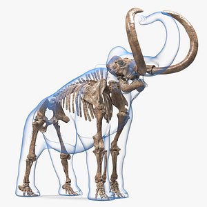 3D model Adult Mammoth Old Skeleton Shell Roar