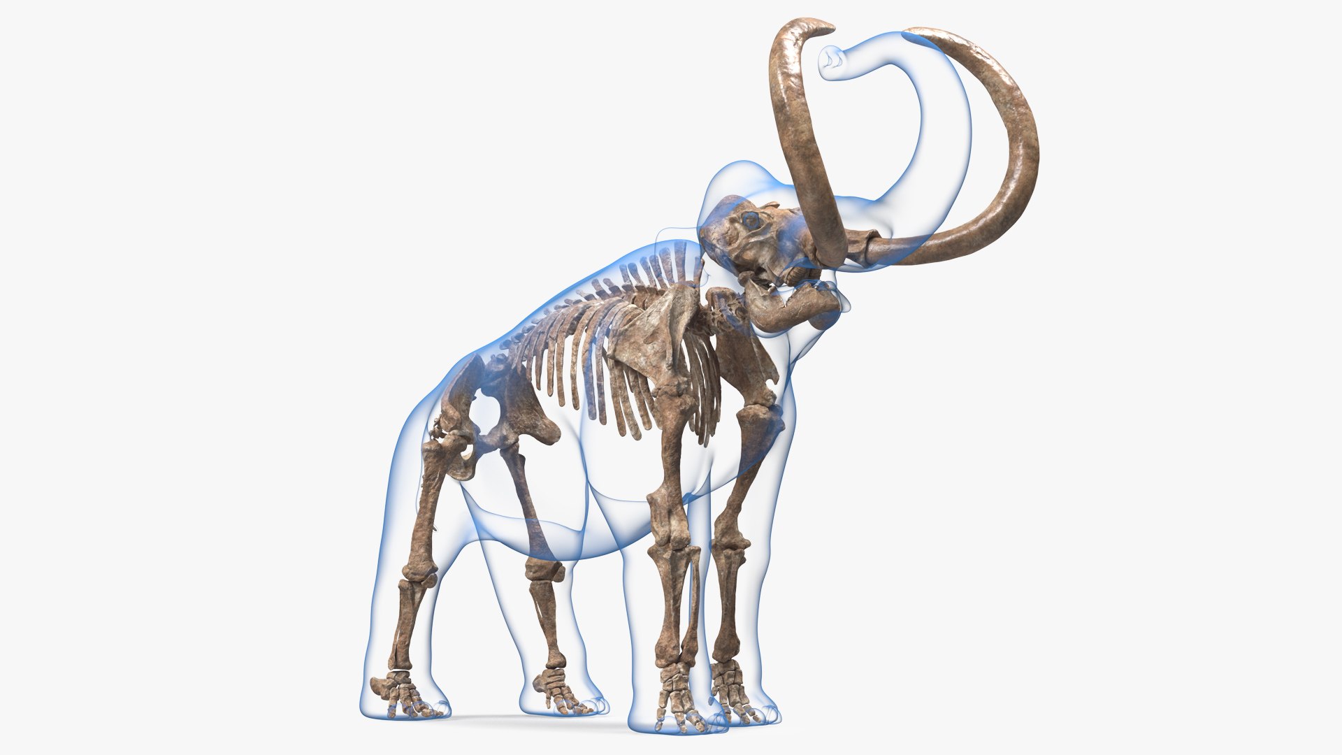 Adult Mammoth Old Skeleton Shell Roar 3D model preview