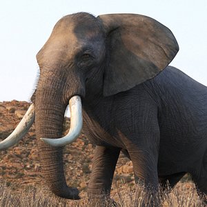 African Elephant WalkRun Fur Animated Rigged For Maya 3D