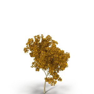 broadleaf maple young yellow 3d model