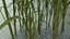 Sugar Cane