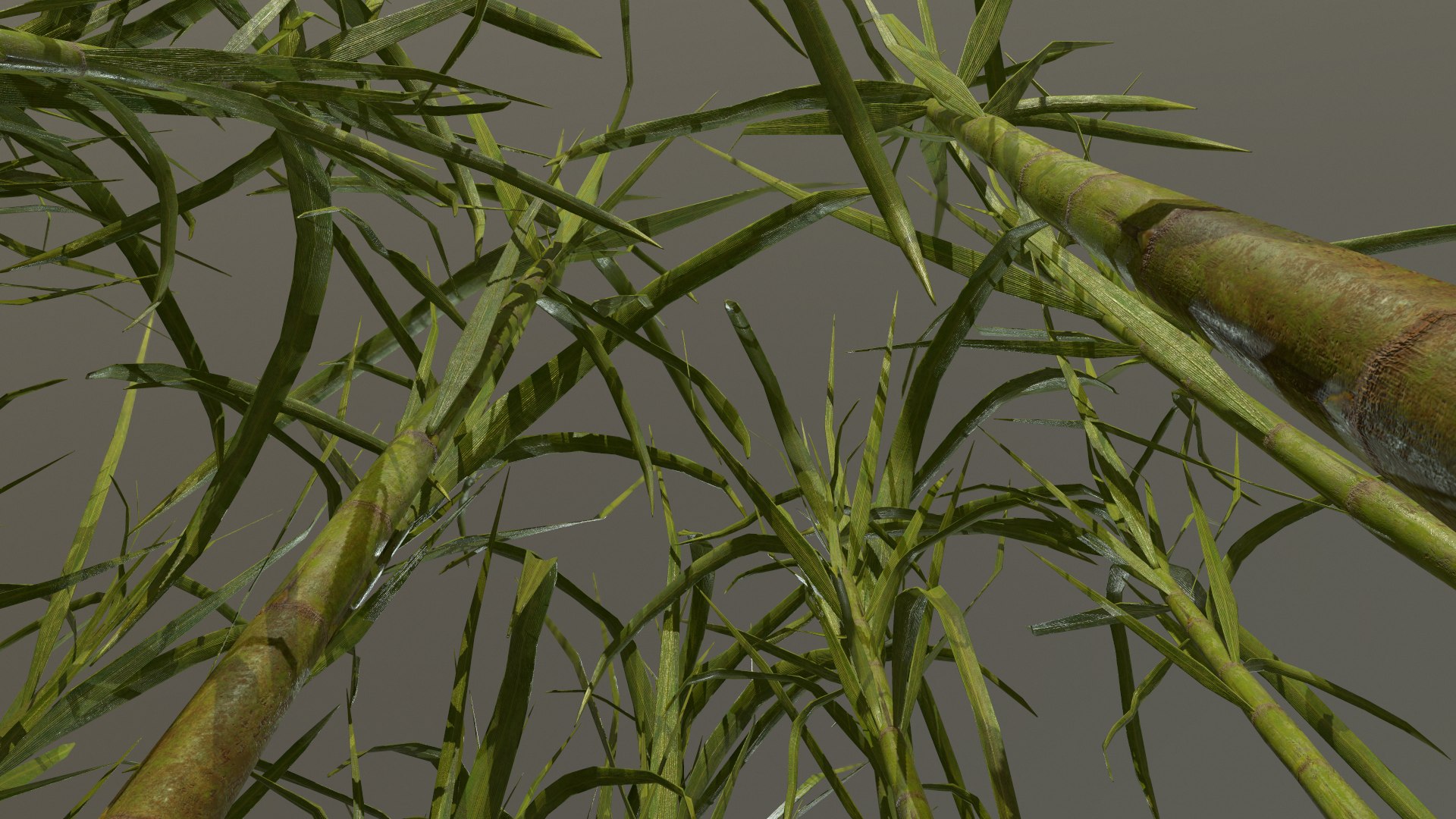 3D model sugar cane https://p.turbosquid.com/ts-thumb/iv/FPrLgO/ADPt0Xax/screenshot009/png/1574451777/1920x1080/fit_q87/a55b8421f60b95af6e94157ca1b3eaf81b4f006a/screenshot009.jpg