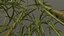 Sugar Cane