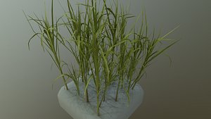 3D model sugar cane