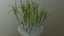 Sugar Cane