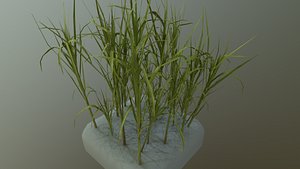 Sugar Cane