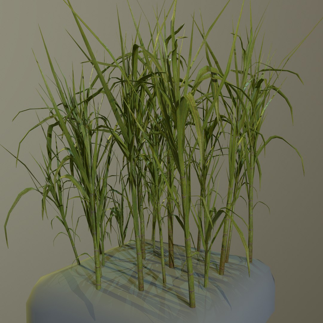 3D model sugar cane https://p.turbosquid.com/ts-thumb/iv/FPrLgO/QlNTvVoe/screenshot007/png/1574451745/1920x1080/fit_q87/34ba22436887006482c8b4815610d945d7318213/screenshot007.jpg