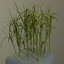 Sugar Cane