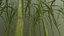 Sugar Cane