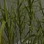 Sugar Cane