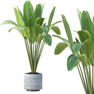 Banana Plant Vol 300 3D