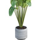Banana Plant Vol 300