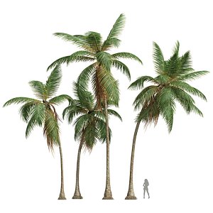 3D model New Plant High detail Cocos Nucifera Medium