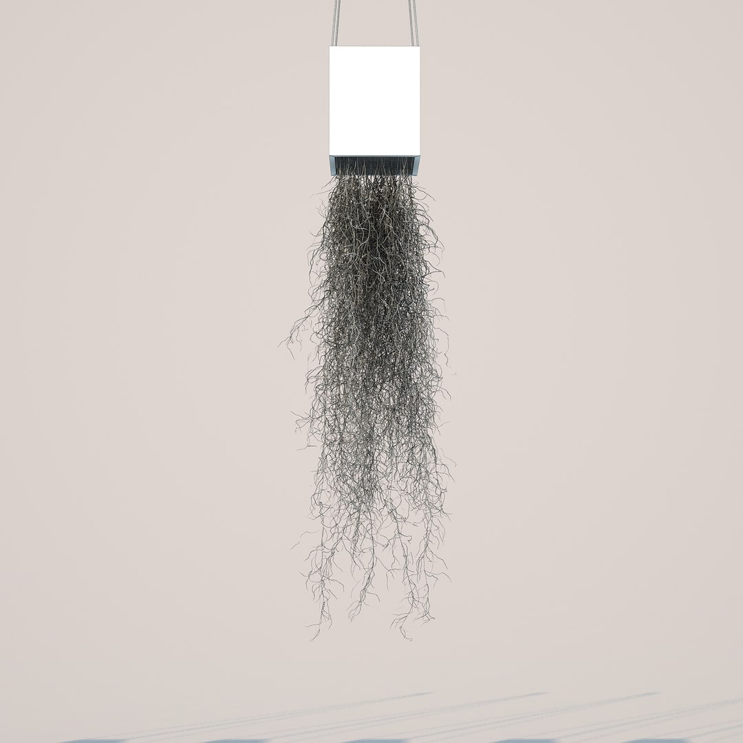 3d Model Spanish Moss