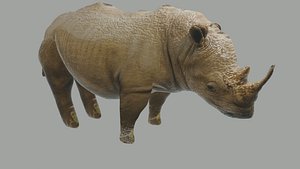 rhino africa for free