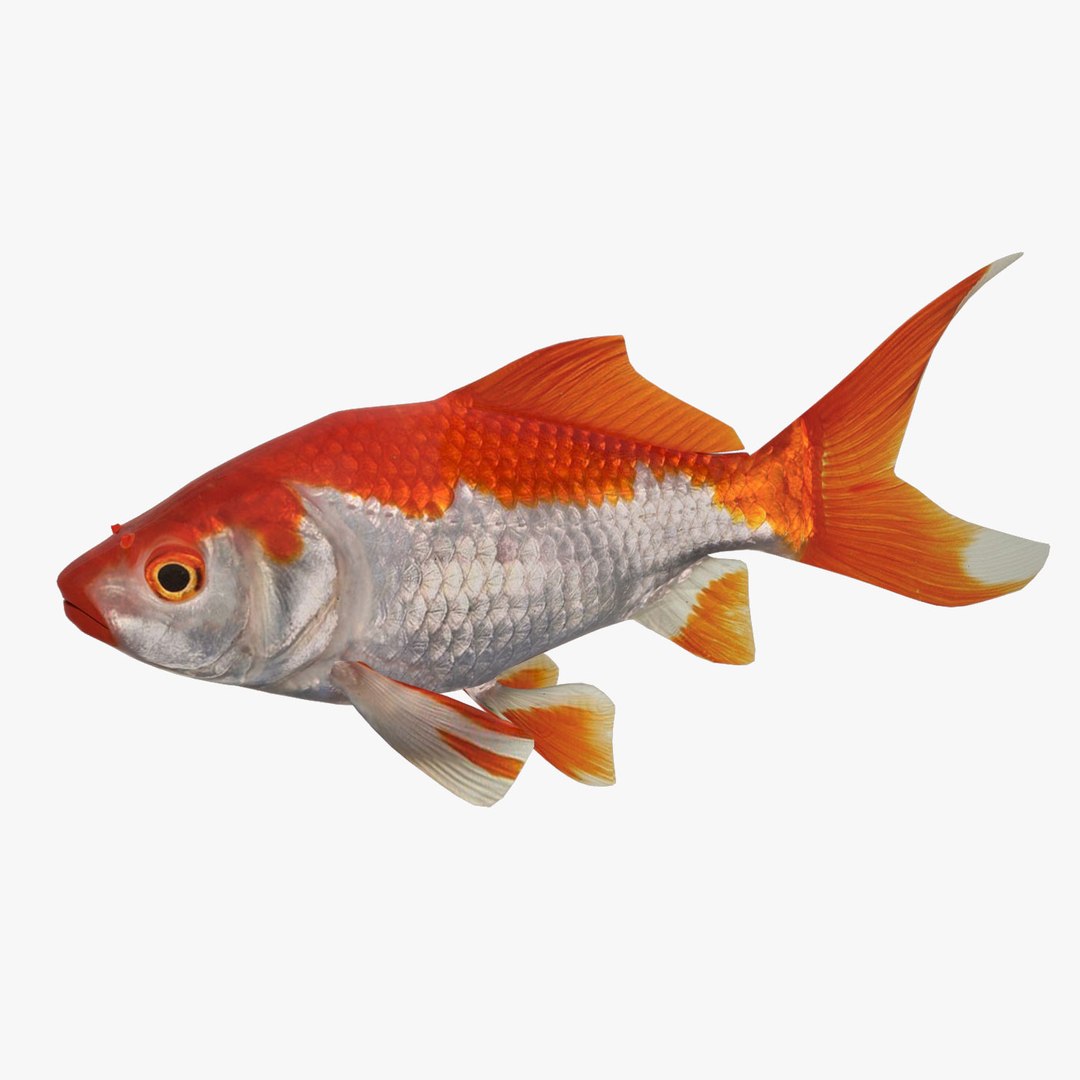 3D model aquarium fish box https://p.turbosquid.com/ts-thumb/iv/bemfyh/XU6w30MB/first/jpg/1517688519/1920x1080/fit_q87/003ae21ff17bbcead38149fe43e2facd2eddc98e/first.jpg