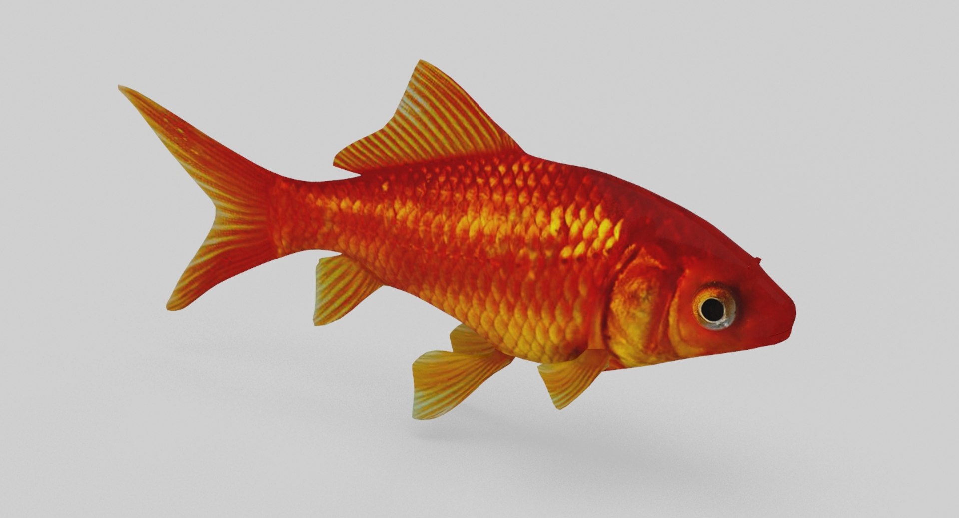 3D model aquarium fish box https://p.turbosquid.com/ts-thumb/iv/bemfyh/XVCAi9ea/10/jpg/1517685063/1920x1080/fit_q87/813814692db31769828b628697c2e65413a057b1/10.jpg