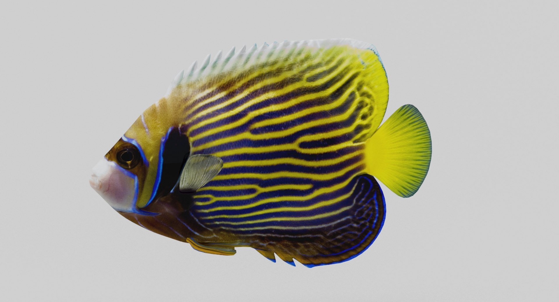 3D model aquarium fish box https://p.turbosquid.com/ts-thumb/iv/bemfyh/b3u4sNyH/7/jpg/1517685063/1920x1080/fit_q87/d9a9ab2abd008ec1781633ecca4ad1c3d997d5ea/7.jpg