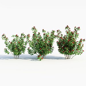 3D Rosa rugosa d
